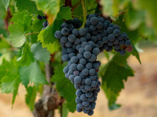 Umpqua Valley red wine grape cluster