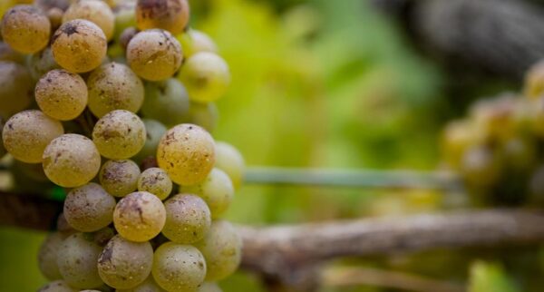 Umpqua Valley white wine grapes