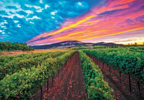 Sunset over Bradley Vineyards in Umpqua Valley of Oregon