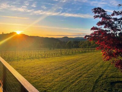 Bradley Vineyards Oregon vineyard sunrise