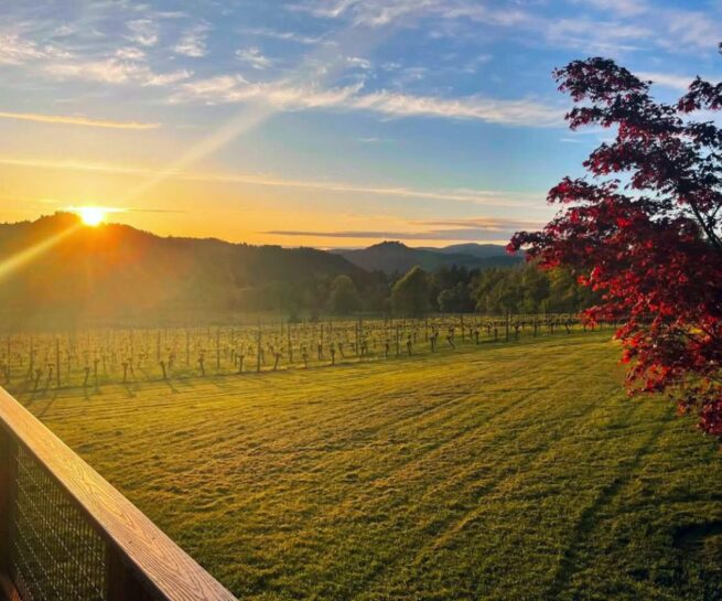 Bradley Vineyards Oregon vineyard sunrise