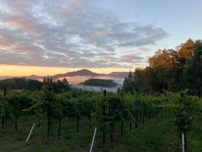 Brandbourg Oregon winery vineyards daybreak