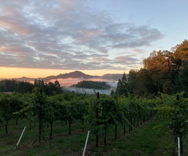 Brandbourg Oregon winery vineyards daybreak