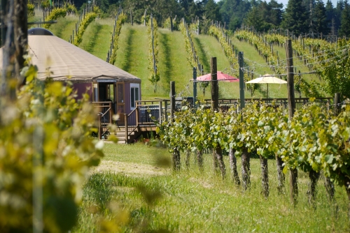 Haines Creek Oregon vineyard yurt