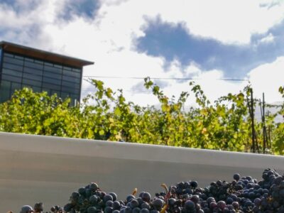 Grapes harvested at Southern Oregon Wine Institute