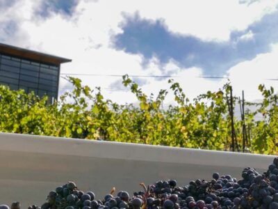 Grapes harvested at Southern Oregon Wine Institute