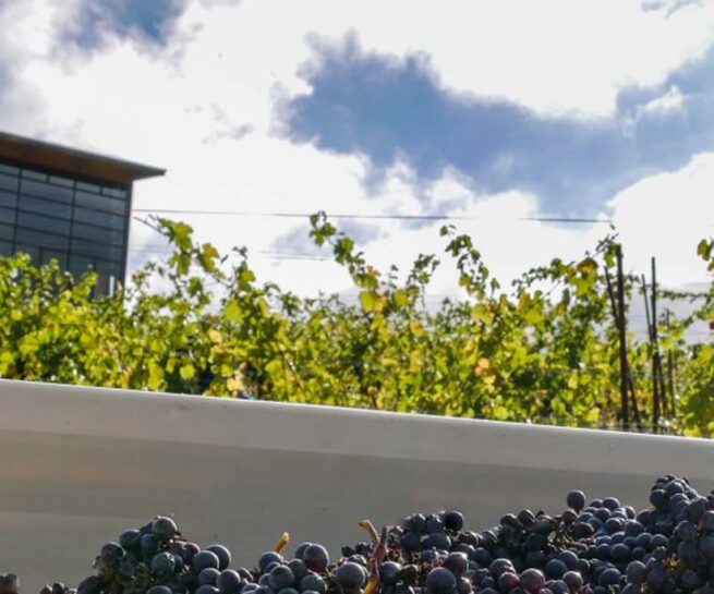 Grapes harvested at Southern Oregon Wine Institute